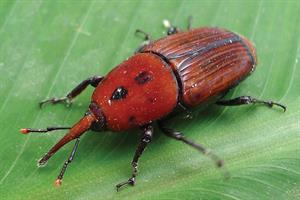 Red palm weevil